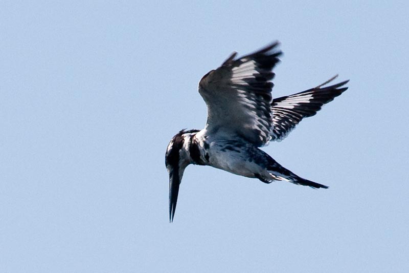 Pied Kingfisher Hovering