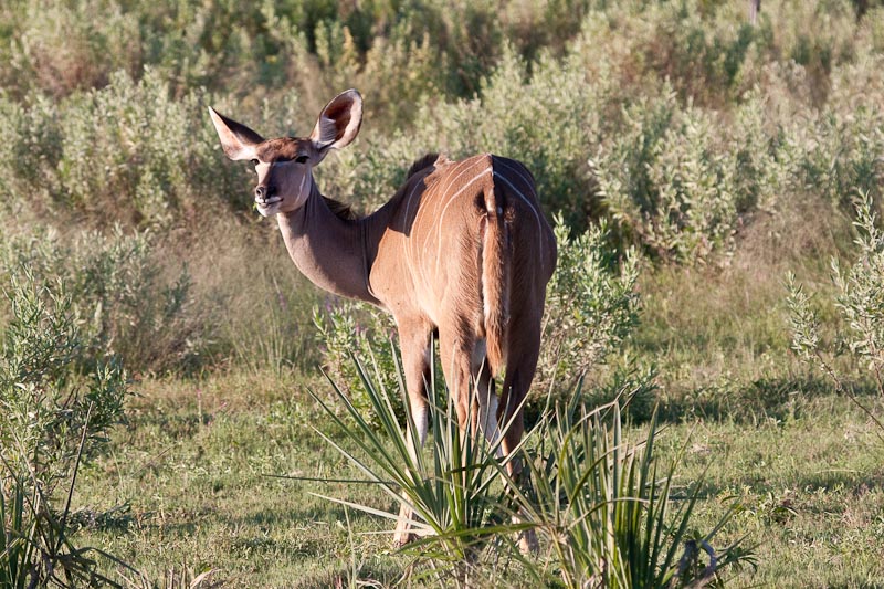 Female Kudu