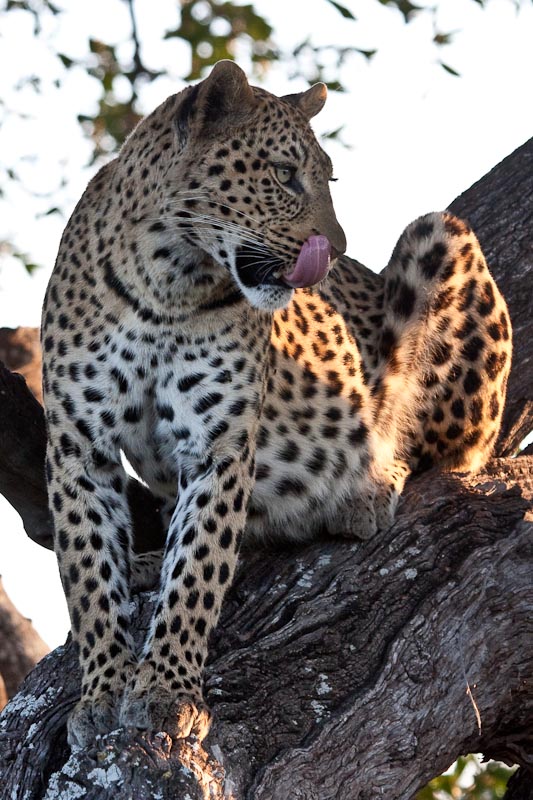 M-m-m-m, That Was a Very Tasty Impala!