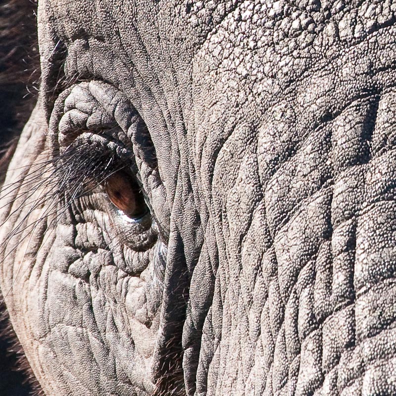 Eyelashes!