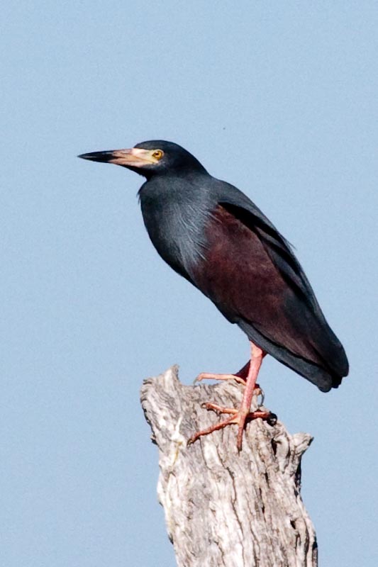 Rufus-bellied Heron