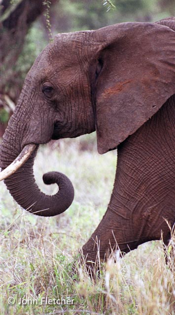 Elephant Profile