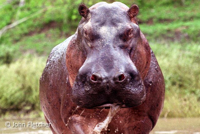 Hippo
