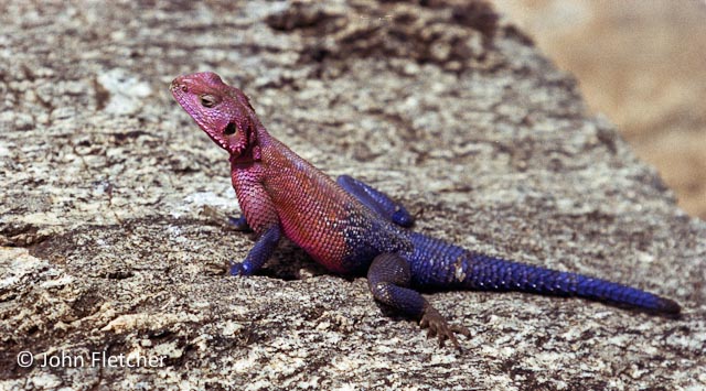 Lizard