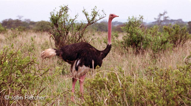 Ostrich