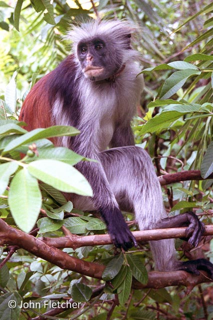 Red Colobus Monkey