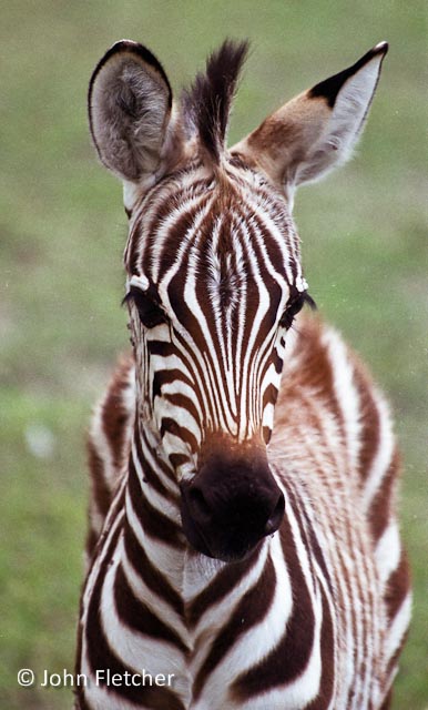Young Zebra