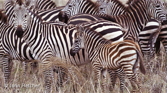 Zebra Mother & Child