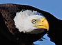 E-icon.jpg