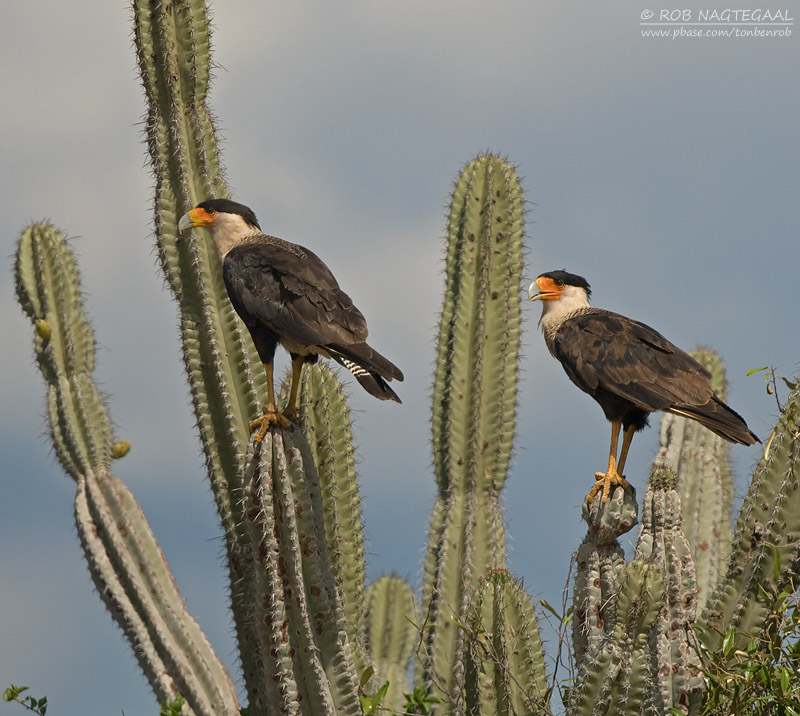 Caracara - Crested Caracara - Caracara plancus cheriway