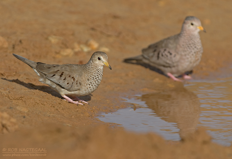 Musduif - Common Ground-Dove - Columbina passerina