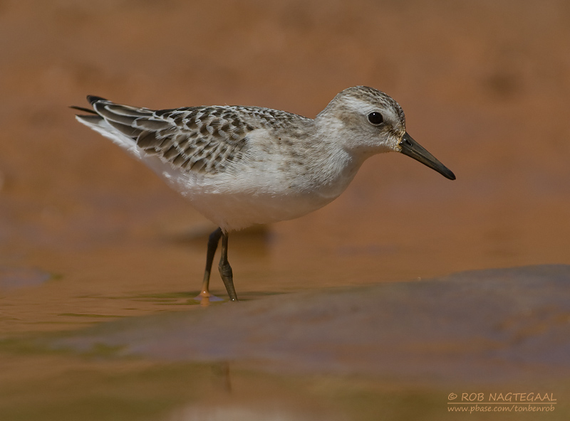Grijze Strandloper - Semipalmated Sandpiper - Calidris pusilla