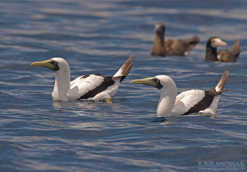 Maskergent - Masked Booby - Sula dactylatra