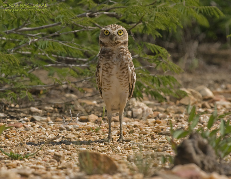 Holenuil - Burrowing Owl - Athene cunicularia brachyptera
