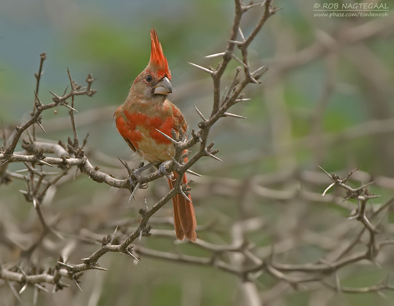 Vermiljoenkardinaal - Vermilion Cardinal - Cardinalis phoeniceus