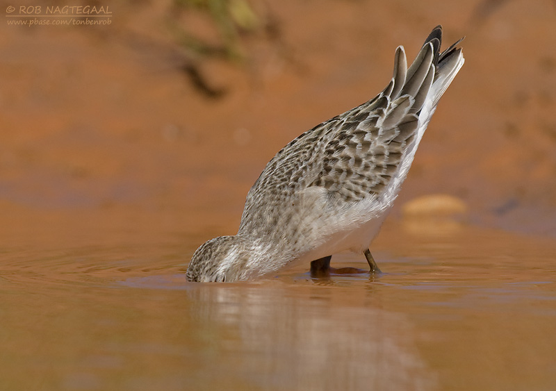 Grijze Strandloper - Semipalmated Sandpiper - Calidris pusilla