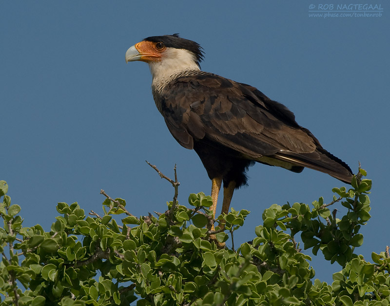 Caracara - Crested Caracara - Caracara plancus cheriway