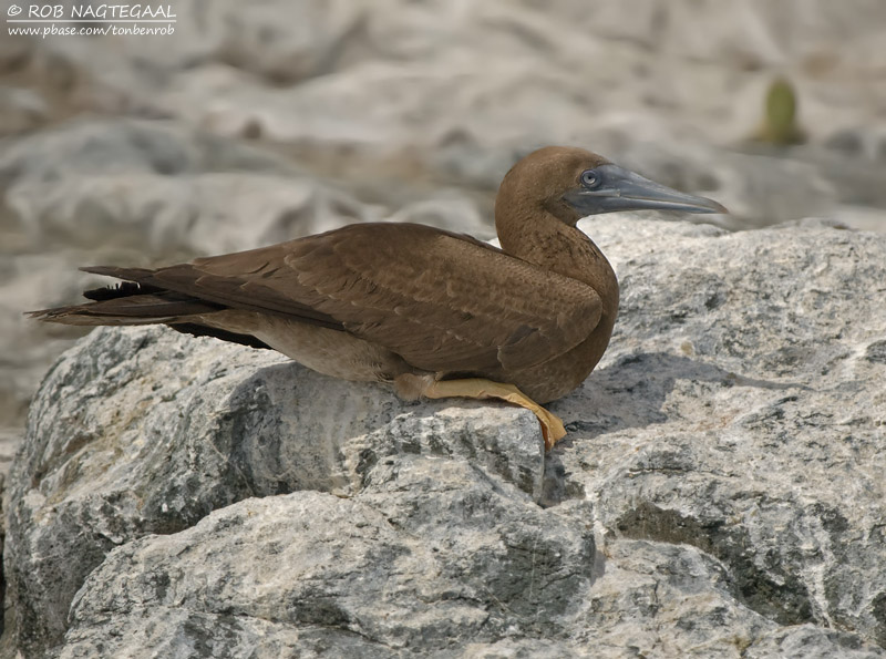 Bruine Gent - Brown Booby - Sula leucogaster