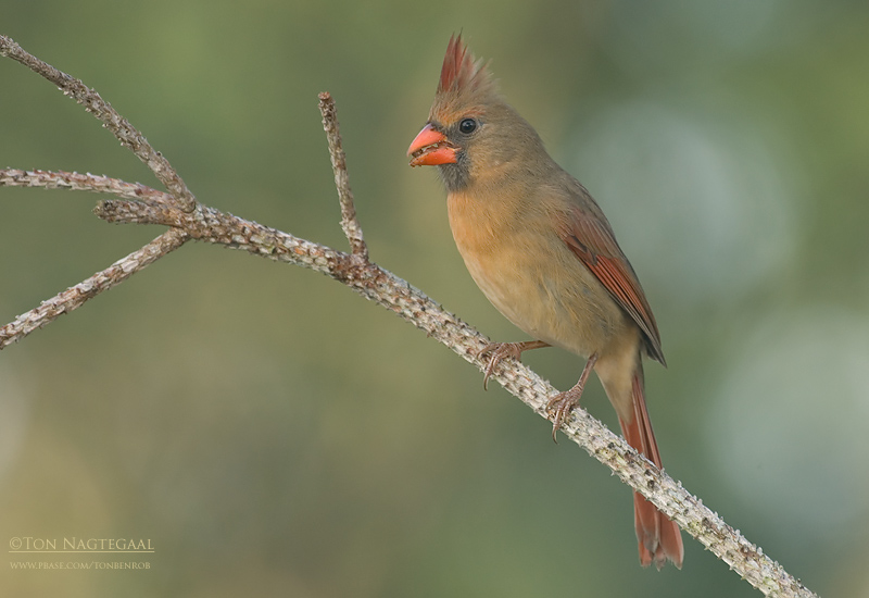 Rode Kardinaal - Northern Cardinal - Cardinalis cardinalis