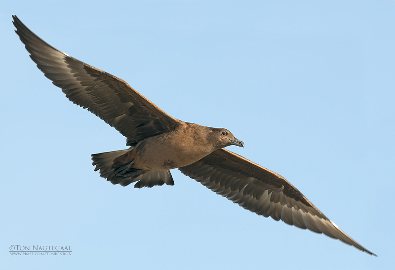 Grote Jager - Great Skua - Stercorarius skua