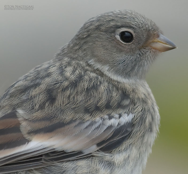 Snow bunting - Plectrophenax nivalis