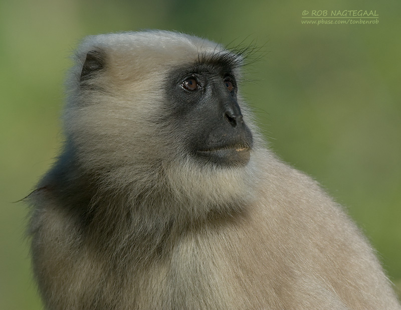 Hanumanlangoer - Black-faced Langur - Semnopithecus entellus