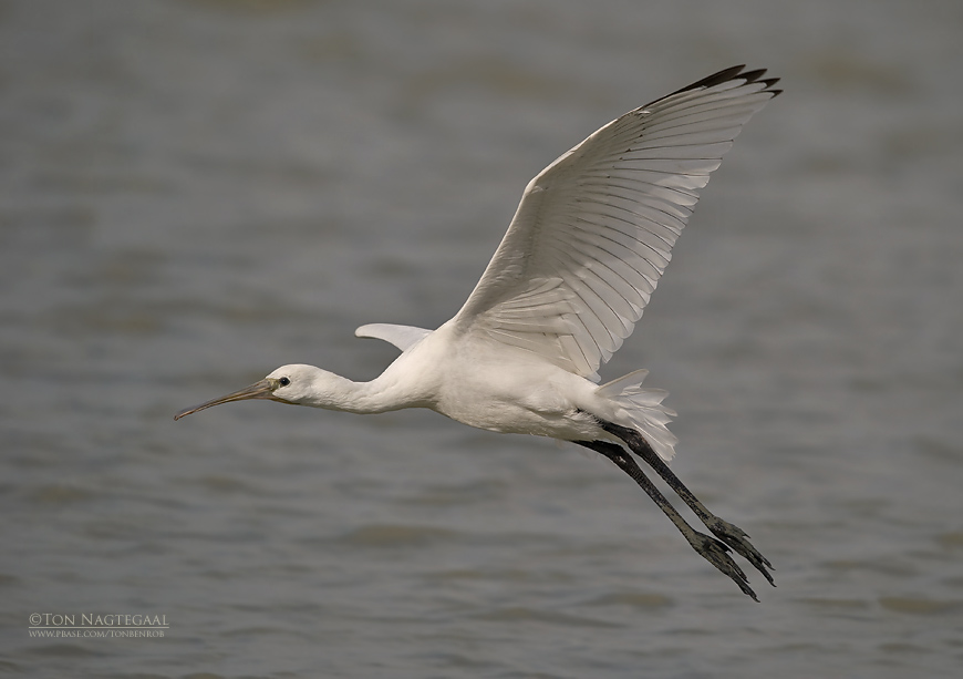 Lepelaar - Eurasian spoonbill - Platalea leucorodia
