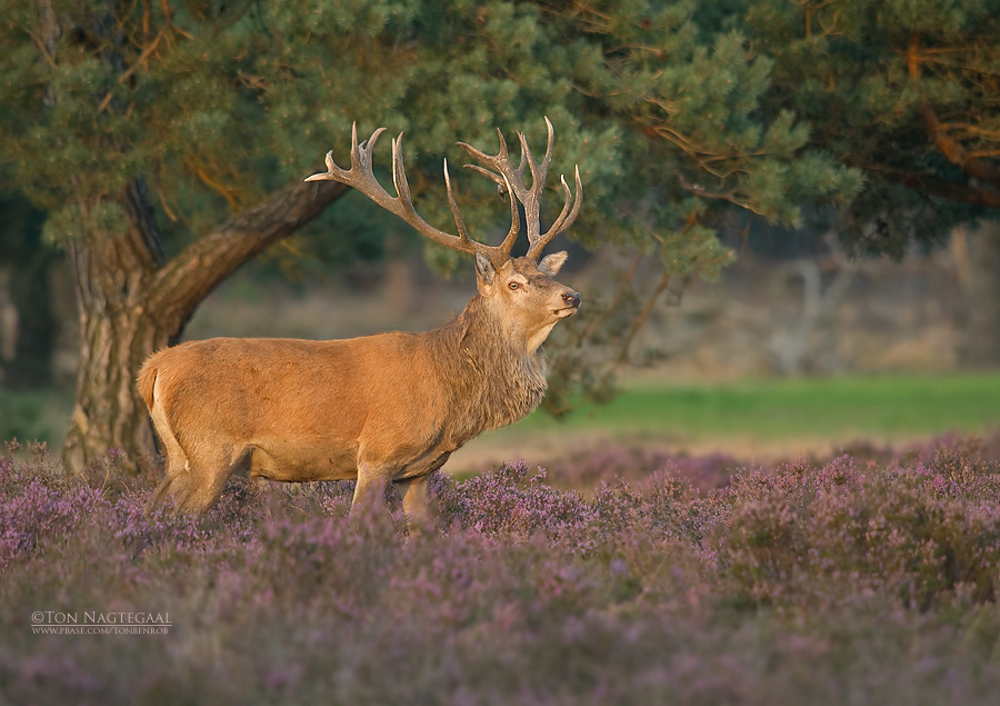 Edelhert - Red Deer - Cervus elaphus
