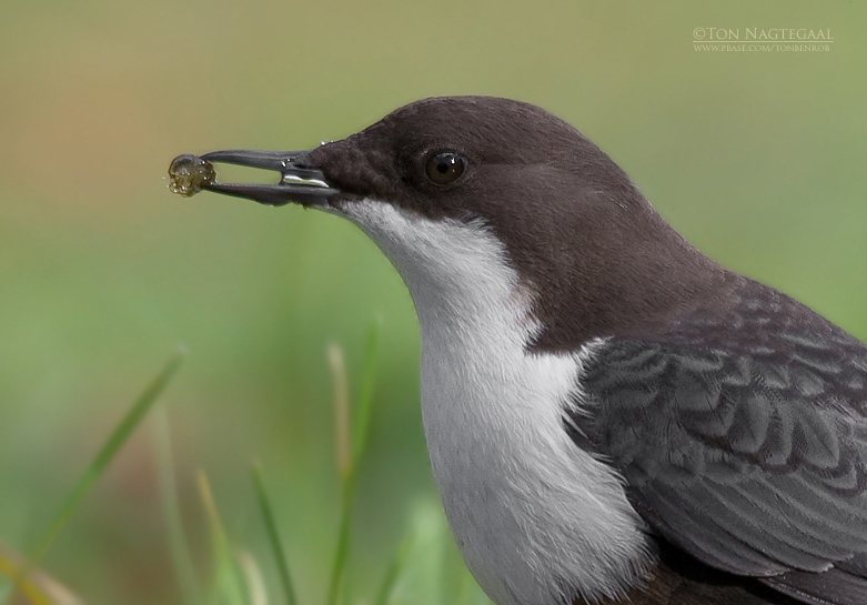 Waterspreeuw - Dipper - Cinclus cinclus