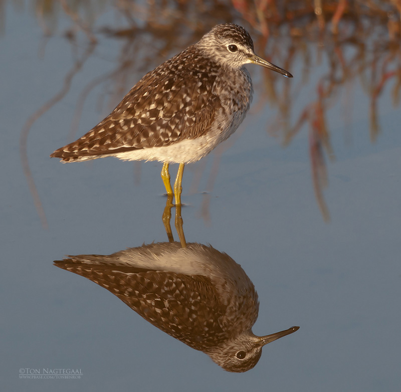 Bosruiter - Wood sandpiper - Tringa glareola