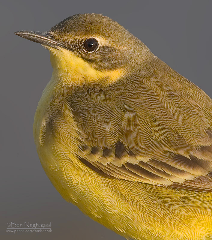Engelse Kwikstaart - Yellowish-crowned Wagtail - Motacilla flavissima