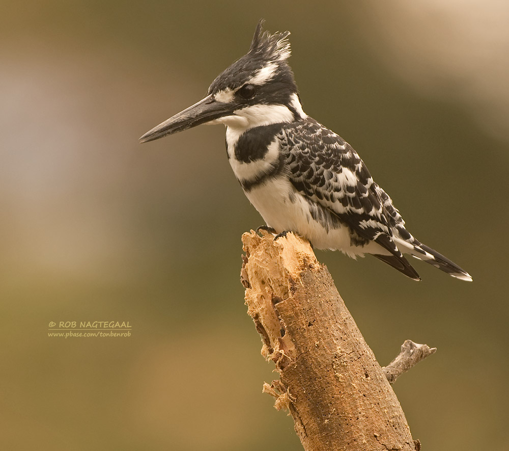 Bonte ijsvogel - Pied Kingfisher - Ceryle rudis