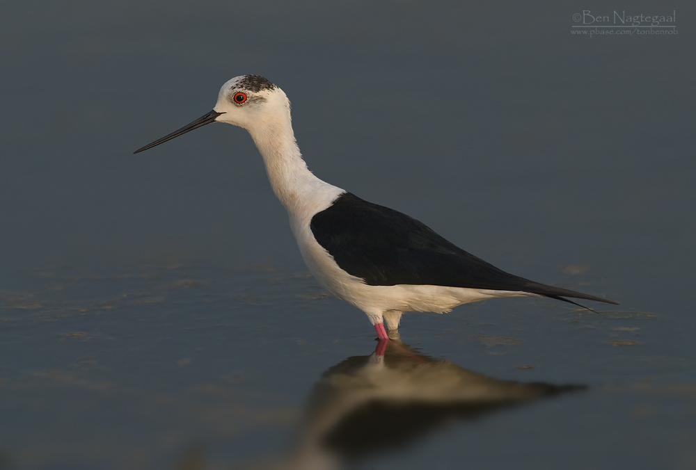 Steltkluut - Blackwinged stilt - Himantopus Homantopus