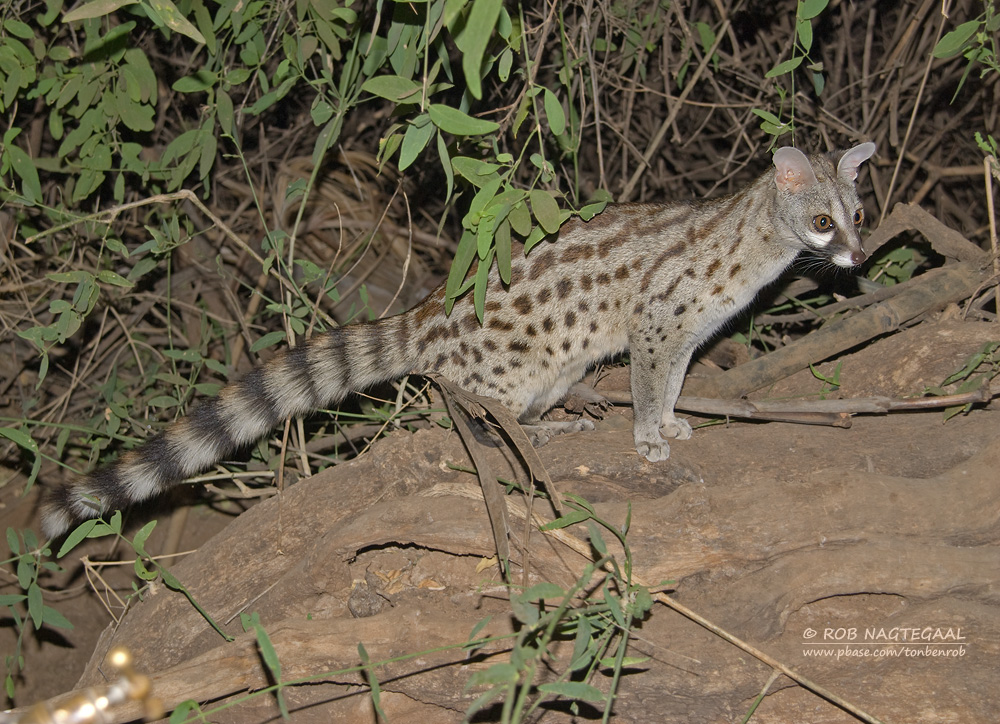 Gewone genetkat - Common Genet - Genetta genetta