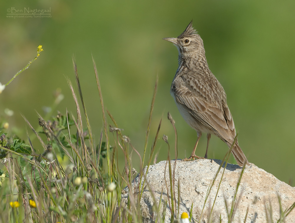 Kuifleeuwerik - Crested lark - Galerida cristata