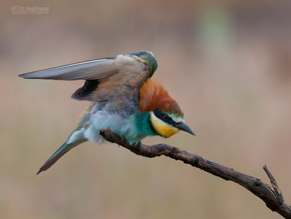 Europese Bijeneter - European Bee-eater - Merops apiaster