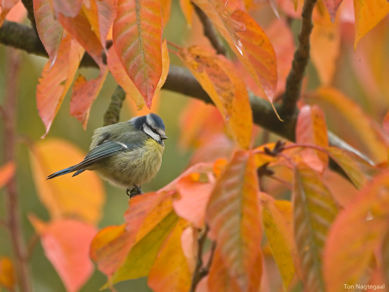 Pimpelmees - Blue tit - Parus caeruleus