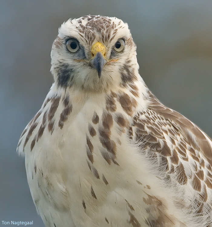 Buizerd - Buzzard - Buteo buteo