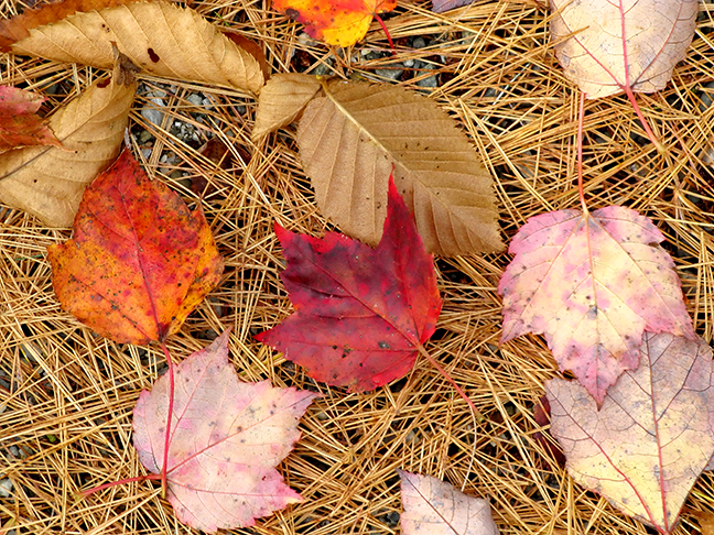 Fallen Leaves on Pine Needles #1