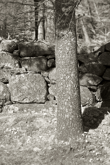 Stone Wall and Tree