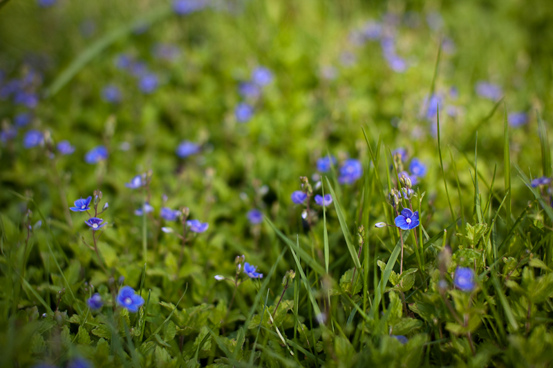 Germander Speedwell Group #3