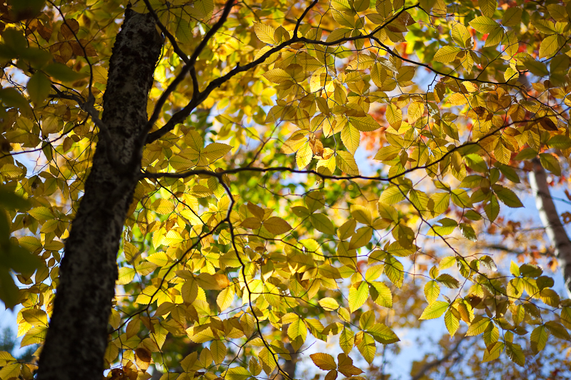 Backlit Yellow Leaves and Tree