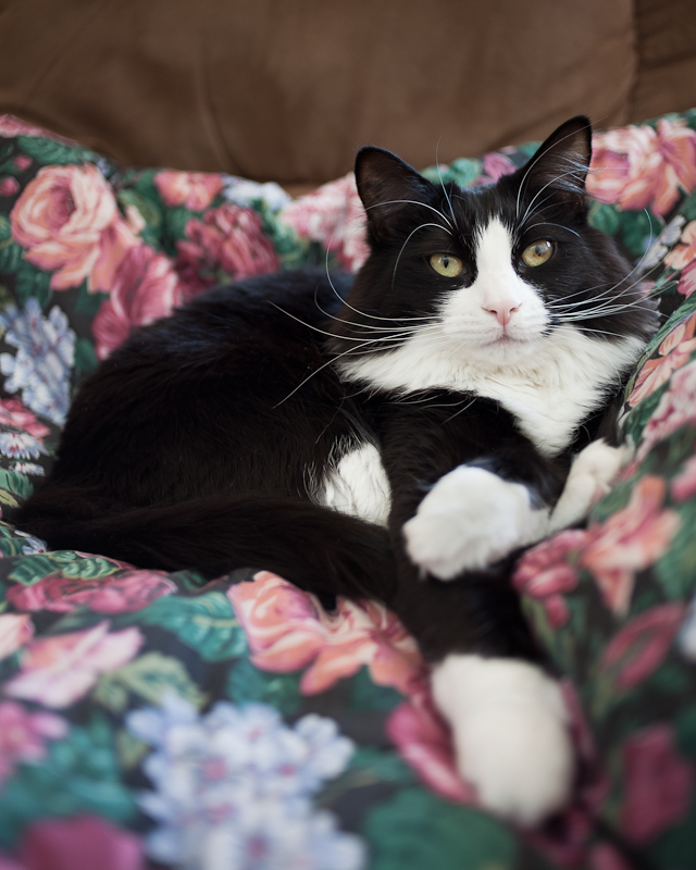 Keira, Queen of Peepers. You may kiss the paw.