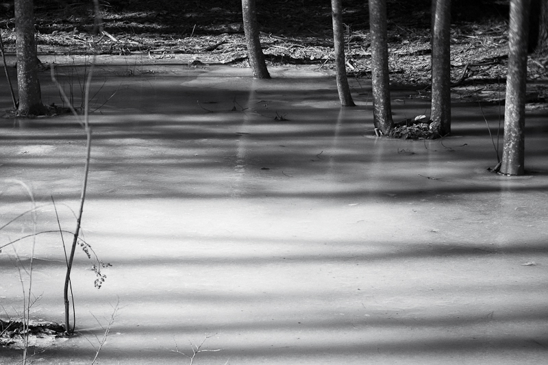 Trees and Shadows on Ice