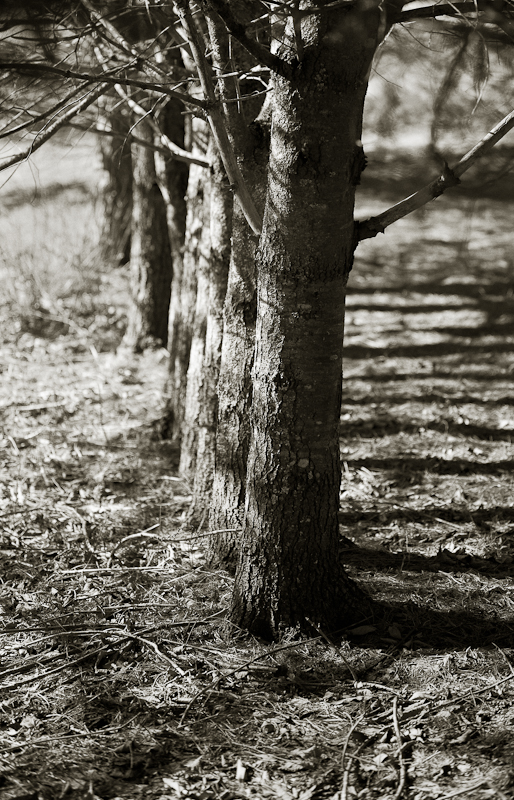 Line of Trees and Shadows #1