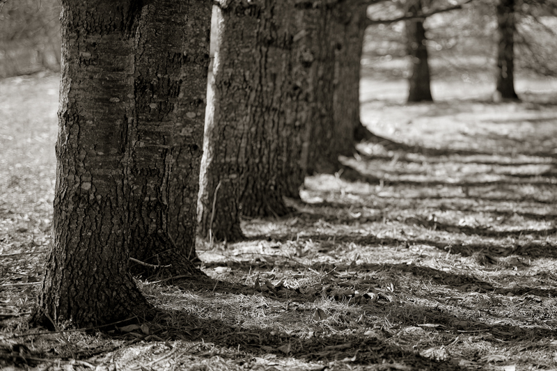 Line of Trees and Shadows #2