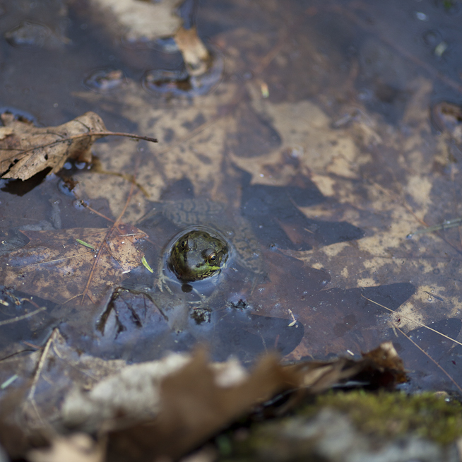 Curious Frog