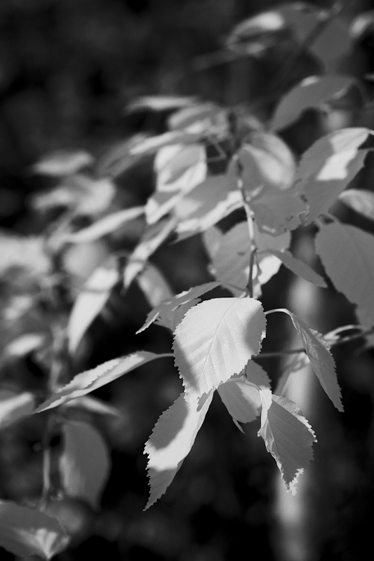 Aspen Leaves #1