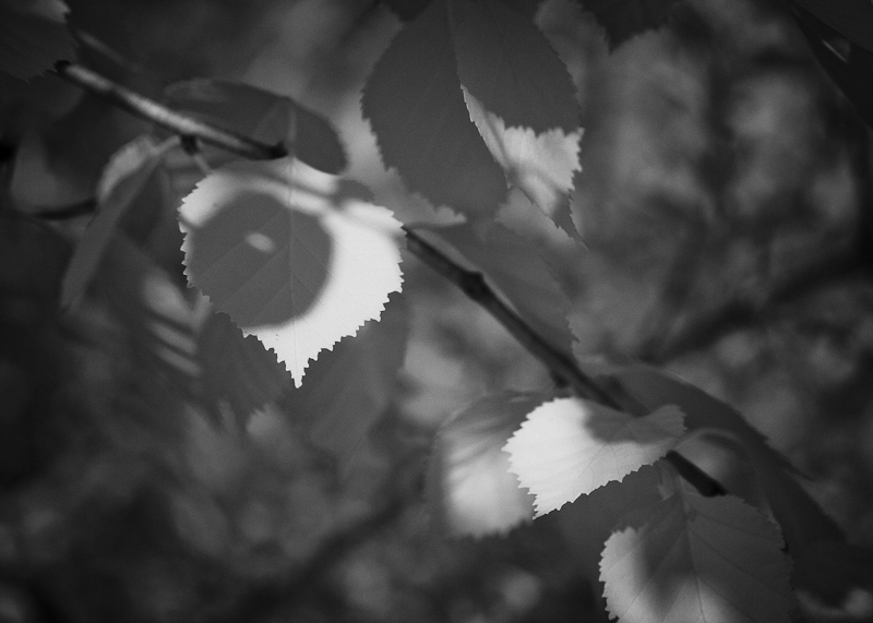 Aspen Leaves #3
