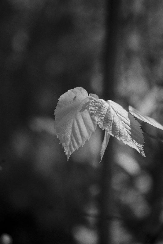Aspen Leaves #4